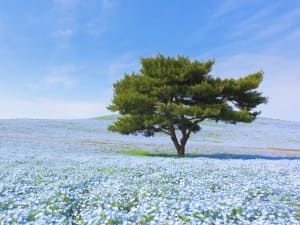 茨城の宴会コンパニオン対応エリア